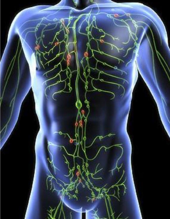 circulation-lymphatique